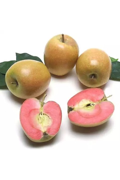 Malus domestica ’Hidden Rose’